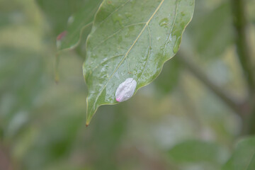 dew on a leaf