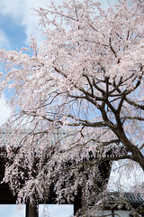 cherry blossom in spring