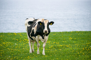 乳牛が北海道の牧場で草を食べる　ホルスタインの放牧場