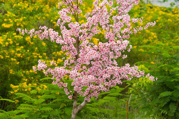 Sakura cherry flowers blossom trees of Phu Lom Lo national park, Phu Hin Rong Kla National Park, Thailand. Natural landscape background. Pink color in spring season.