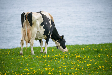 乳牛が北海道の牧場で草を食べる　ホルスタインの放牧場