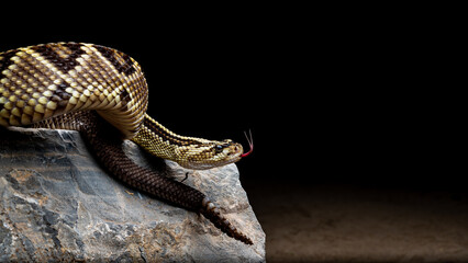 Serpiente de cascabel neotropical veracruzana en fondo negro con lengua de fuera