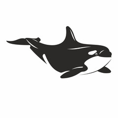Vector illustration of killer whale black and white predatory mammal of the sea and ocean