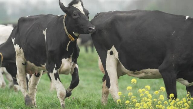 Happy dutch cows released into field during spring dancing in joy; slow motion