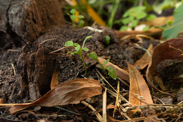 Leaves lying on the ground