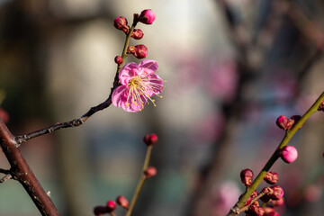 枝先のピンク色の梅の花と赤いつぼみ