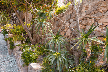 plant with flowers and succulents growing next to the stone wall along a sidewalk