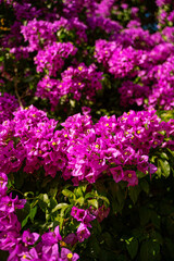 lush rich color purple Bougainvillea bush with beautiful flowers. Nature vertical flowering composition. summer vibes mood with bright colors