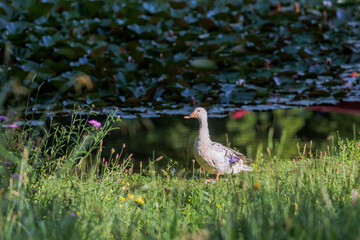 White duck on the shore of pond with green reflecting water surface