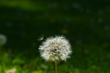 dandelion on green background
