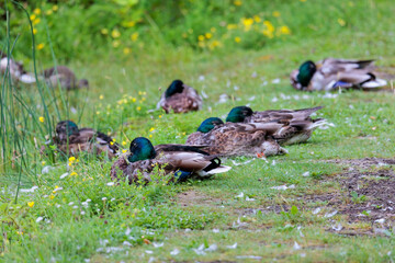 Sleeping male mallard ducks in grass on the shore of a lake