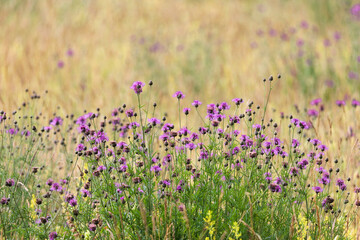 Field with purple flowering creeping thistle