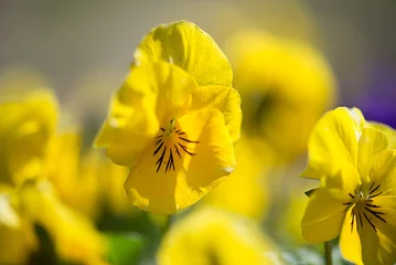  Yellow pansies flowers in a garden © Zelma Brezinska/Wirestock Creators