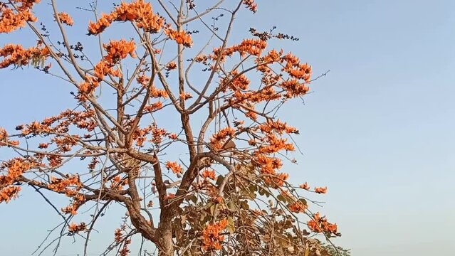 View of the orange flowers of the Butea monosperma tree with many birds on branches under blue sky