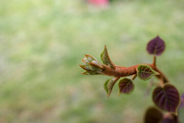 tender branch of my kiwi tree