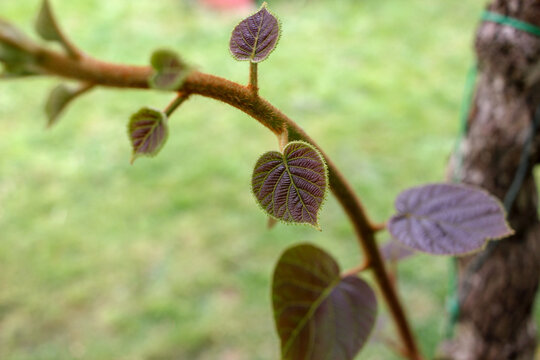 tender, new branches in my kiwi tree
