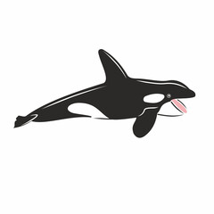 Vector illustration of killer whale black and white predatory mammal of the sea and ocean