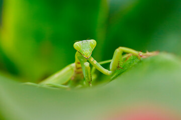 Close-up of a praying mantis on a leaf;
