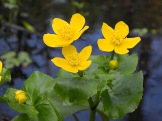 Marsh marigold kingcup yellow spring flowers/ Caltha Palustris