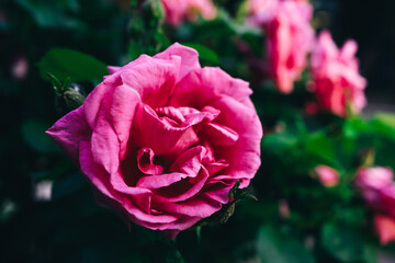 Close-up of a pink rose on a dark green background. High quality photo