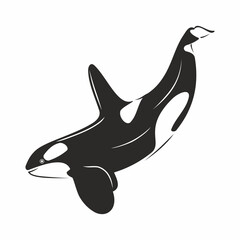 Vector illustration of killer whale black and white predatory mammal of the sea and ocean