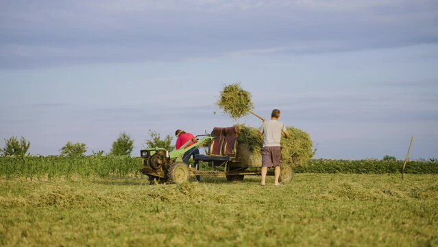Man and woman collect haystacks on field in trailer with motoblock and use pitchfork and rake. Heap of dry grass on ground. Preparation of fodder for cattle for winter. Agriculture. Farming