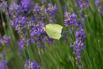 Common brimstone butterfly (Gonepteryx rhamni) sitting on lavender in Zurich, Switzerland