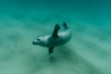 Happy seal pup underwater