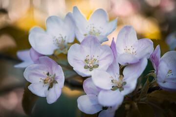Bright floral background. Spring flowers concept. For design. Nature. spring background