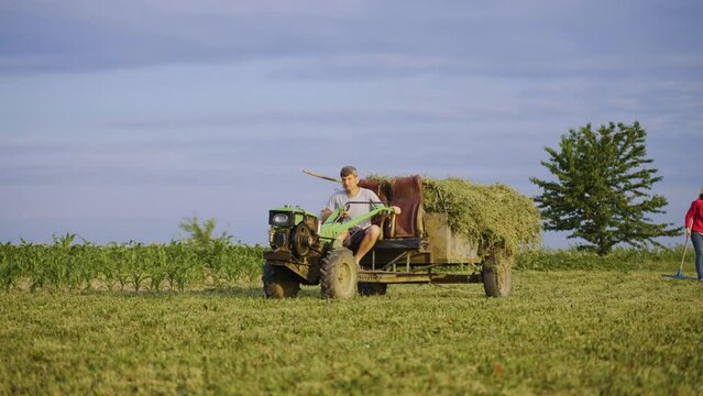 Agriculture. Harvesting dry grass for the winter for cattle. A male farmer is driving a motoblock to which a hay trailer is attached. Farming. Agricultural machinery. Field. Growing crops