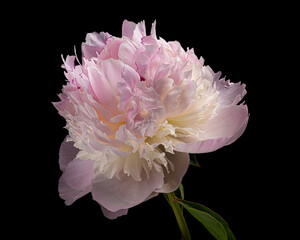 Beautiful pink-white blooming peony with stem and leaves isolated on black background. Studio close-up shot.