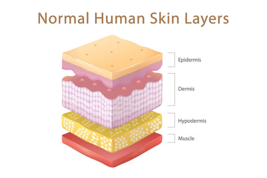 Normal Human Skin Split Layers Cube with Muscle