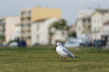 Mouette dans un parc en ville