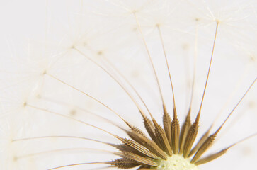 Obraz premium close up of a dandelion