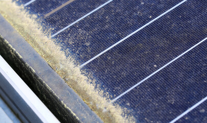 Pollen reduces electricity feed-in to solar panels