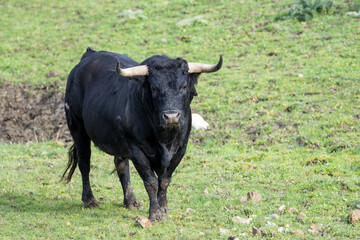 Bull (toros bravos)in green meadow. Famous from the traditional Spanish bullfights