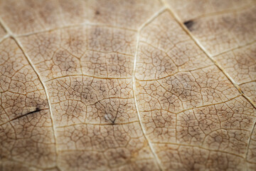 Fototapeta na wymiar Extreme close-up of a dried leaf.
