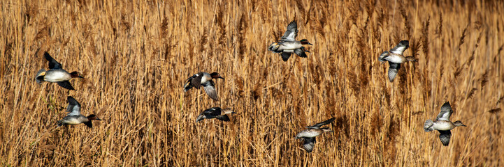 Vol de canards dans un marécage en automne