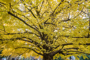 Tokyo,Japan on December7,2019:Huge old yellow ginkgo trees at University of Tokyo(Todai) in autumn.