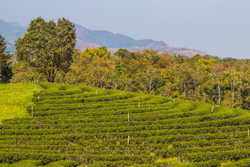 Fototapeta na wymiar Green nature at Choui Fong Tea Plantation,Mae Chan District,Chiang Rai,Northern Thailand