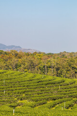 Fototapeta na wymiar Green nature at Choui Fong Tea Plantation,Mae Chan District,Chiang Rai,Northern Thailand