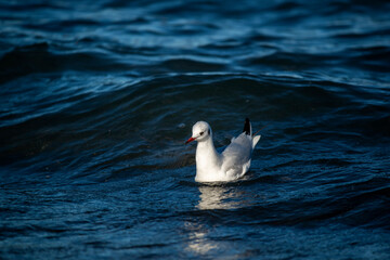 Mouette au bord de mer