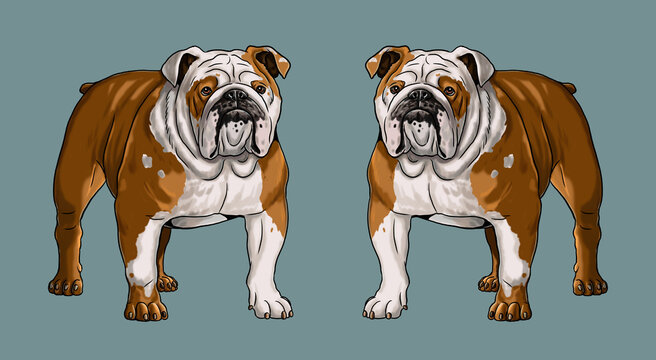 Cute english bulldog drawing. Isolated illustration with the sweet dog. British bulldog illustration.