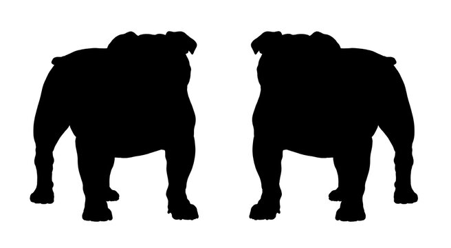 Cute english bulldog silhouette drawing. Isolated illustration with the sweet dog. British bulldog illustration.