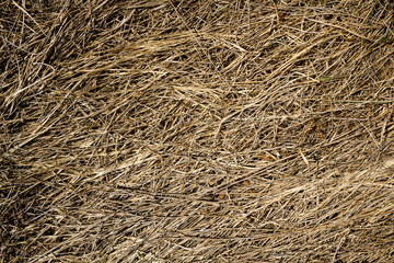 Closeup of old aged dry grass straw texture background