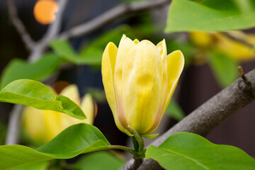 Blossoming of magnolia yellow flowers in a spring garden, natural seasonal floral background with copyspace.