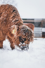 Vertical closeup of a cute Highland cattle baby sniffing the snow