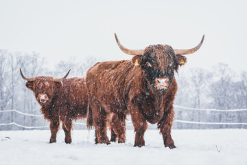 Natural view of Scottish highland cattle on the snow during winter