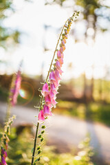 Vertical shot of beautiful Foxglove plant © Igor Kondler/Wirestock Creators