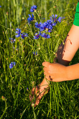 A boy in a green T-shirt collects blue cornflowers in a wheat field. Wild flowers.